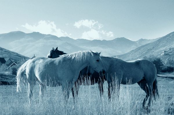 Horse in Utah 